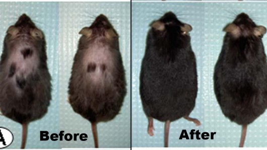 The mice before and after injections with astressin-B