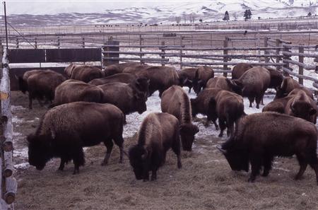 Providing Home Where Buffalo Roam Stirs Battles Photo: National Park Service/Jim Peaco/Handout