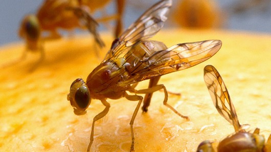 Inspiration from the fruit fly could simplify how wireless sensor networks communicate