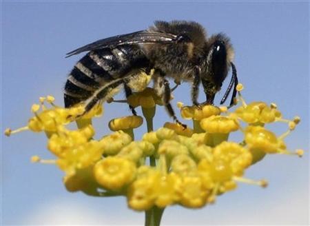 Researchers Seek Causes Of Honeybee Colony Collapse Photo: Reuters/Miguel Vidal
