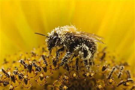 Bee Deaths May Signal Wider Pollination Threat: U.N. Photo: Michael Kooren