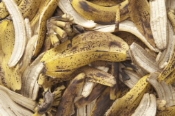 Banana Peels Get A Second Life As Water Purifier