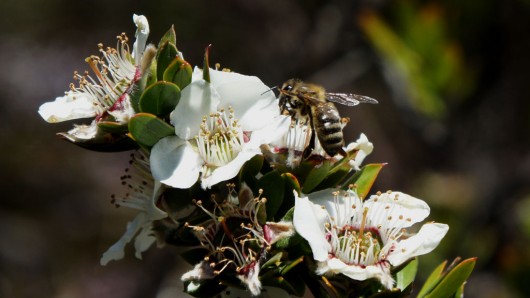 The Digital Observatory for Protected Areas (DOPA) has been developed to allow researchers...