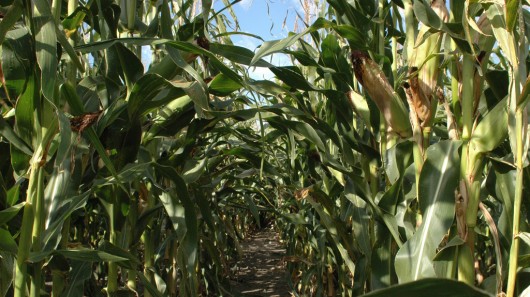 Researchers have succeeded in producing isobutanol directly from cellulosic plant matter s...