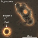 ‘Harmless’ Microbes May Be Water Risk
