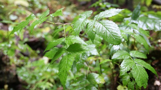 Scientists unveil 'world's first practical artificial leaf'