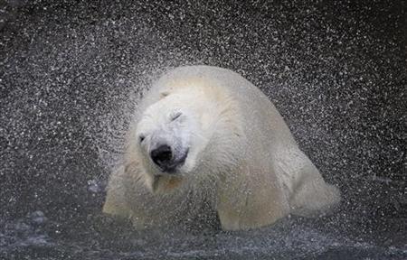Polar Bears Have Symptoms Of Mystery Disease: U.S. Agency Photo: Mathieu Belanger