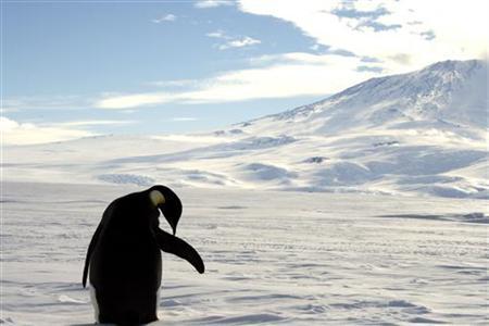 Satellite Mapping Pinpoints Penguin Population Photo: Deborah Zabarenko
