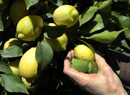 Tree Disease Threatens $2 Billion California Citrus Industry Photo: Gene Blevins