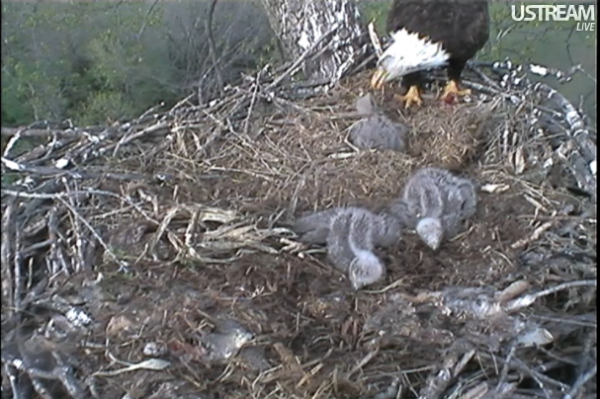 Bald Eagle mother and chicks