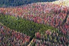 Outbreaks of the mountain pine beetle due to climate change are devastating mountain forests. Globally forests are stressed due to unsustainable management and global warming.