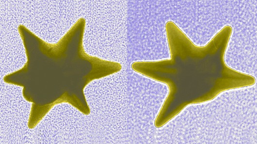 Gold nanostars like these are able to deliver drugs directly into the nucleus of cancer ce...