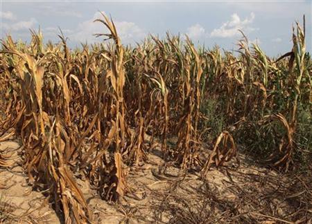 Drought seen slashing corn crop to five-year low Photo: John Sommers II