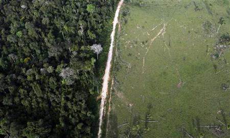 Wildlife vanishing fast in Brazil's forest fragments Photo: Nacho Doce