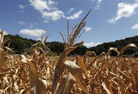 After drought blights crops, U.S. farmers face toxin threat Photo: Larry Downing