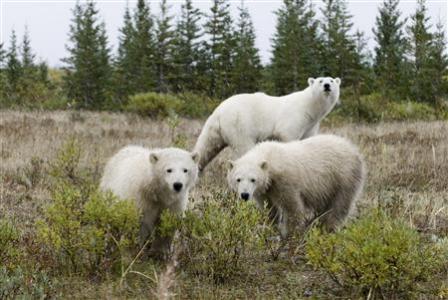 Rare wildfires threaten Canadian polar bear habitat Photo: Daniel J. Cox/NaturalExposures.com/adp
