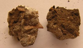 Archaeological Dig Reveals Causes—and Possible Cures—for Diabetes Epidemic LO RES FEA Photo Shit NA Diet 03 Coprolites HI RES courtesy Professor Karl Reinhard DSCN2805 270x155 Archaeological Dig Reveals Causes—and Possible Cures—for Diabetes Epidemic
