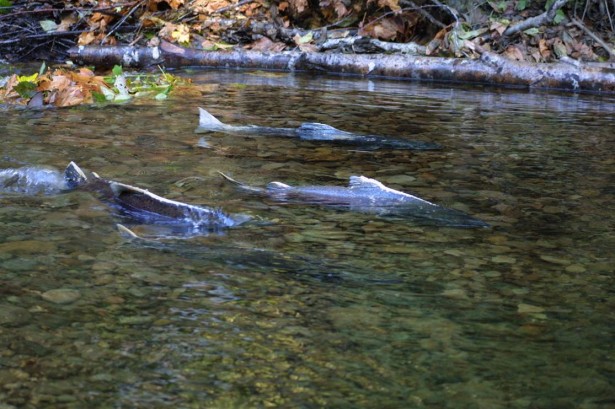 Fall Chinook salmon Fall Chinook salmon run