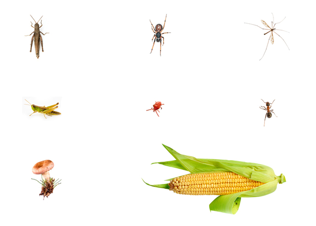 Organisms found in and Iowa cornfield: an ant, one mushroom, a cobweb spider, a half eaten crane fly,  a red mite  and some grasshoppers.