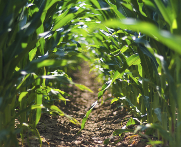 Cornfield