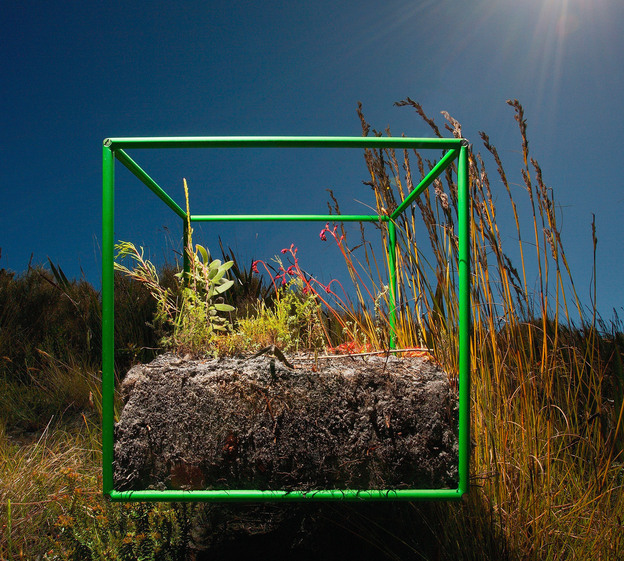 Sifting through samples within the cube, photographer David Littschwager counted 90 separate species, including 25 types of plants just on the soil surface, along with some 200 seeds representing at least five of those species.
