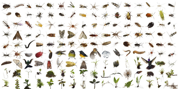 Part of the contents of One Cubic Foot, more than 150 different kinds of plants and animals were found in the Monteverde cube over 100 feet up in the canopy of a Strangler Fig Tree, Location: Monteverde Cloud Forest Biological Reserve, Costa Rica.