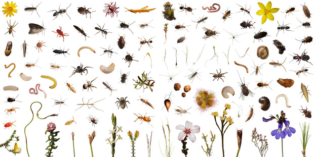 These 113 creatures observed, and then photographed, include over 100 species of plants and animals that use one cubic foot of this highly diverse shrub land over the course of a normal day in Mountain Fynbos, Table Mountain, South Africa.