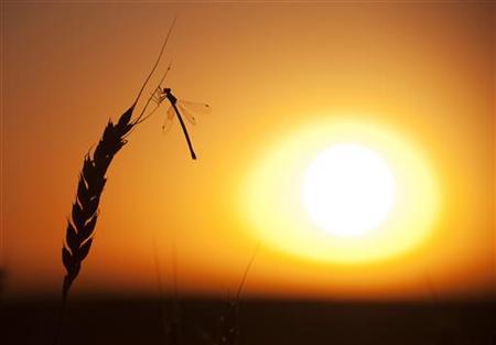 Extreme Heat Hurts Wheat Yields As World Warms: Study Photo: Todd Korol