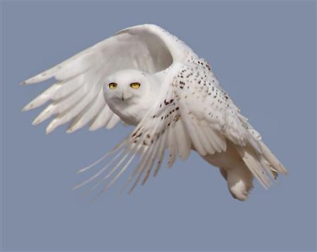Snowy Owls Soar South From Arctic In Rare Mass Migration Photo: U.S. Fish&Wildlife Service/Handout