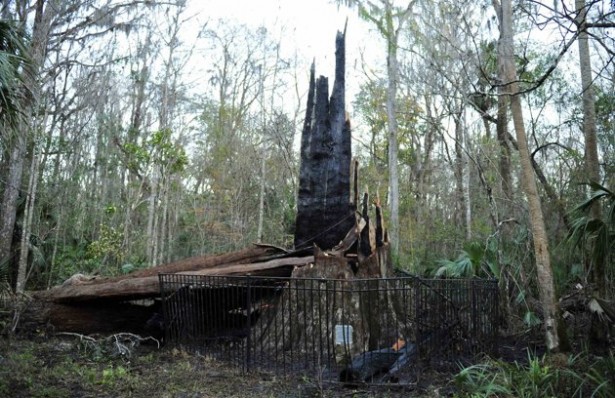 THe 3,500 year old, 118-foot tall cypress appears to have burned down as a result of a lightning storm