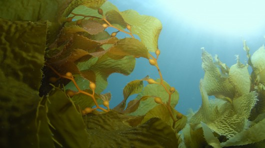 BAL researchers say a new engineered microbe makes seaweed a cost-effective source of biof...
