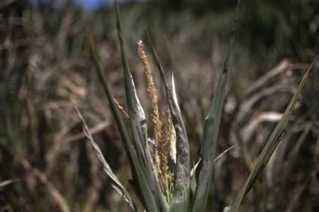 Little relief forecast for drought-damaged US crops Photo: Adrees Latif