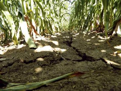 Midwest crops, fish, water supply punished by drought Photo: Karl Plume