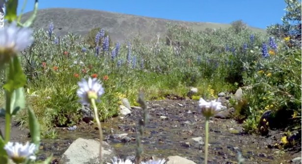Winnemucca-Lake-Wildflowers