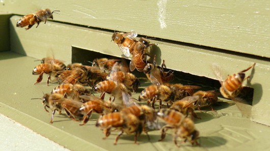 BeesVita is claimed to arrest Colony Collapse Disorder