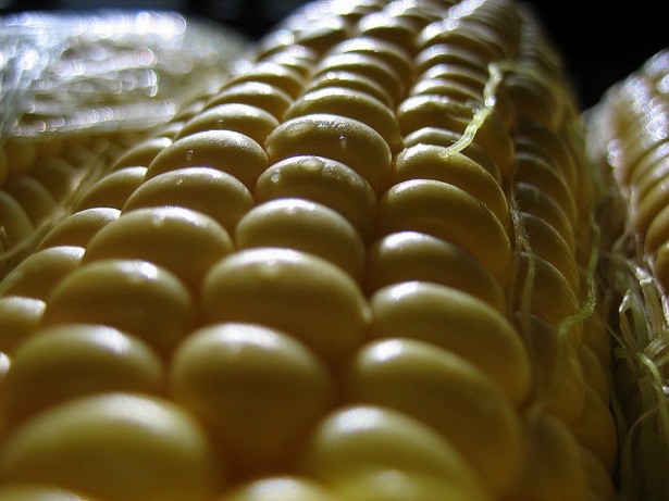 CORN CORN