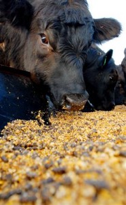 cornfeed