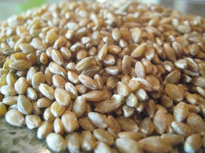 Genuine Organic Einkorn Wheat Berries