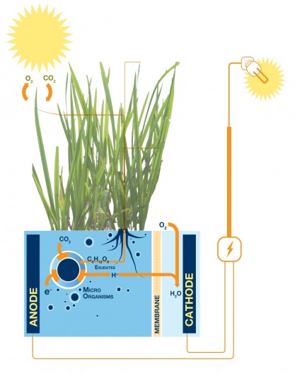 The Plant-Microbial Fuel Cell generates electricity from organic matter excreted from the ...