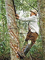 Rain Forest Rescue
