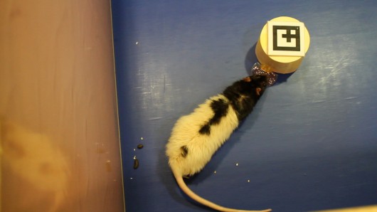 A rat interacts with a small robot, which represents a remotely-located human 