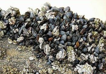 mussels