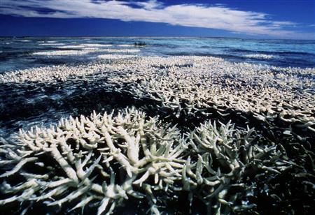 Storms to starfish: Great Barrier Reef faces rapid coral loss: study Photo: Handout/Files