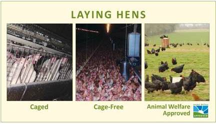 AWA_comparisonposters laying hens small cropped
