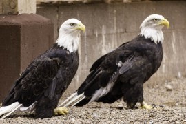 LO RES FEA Photo Eagle NEW SIDEBAR IMAGE SAnctuary Zunni 04 by Joe Zummo  MG 4161DatingEagles 270x180 Zuni Sanctuary for Injured Eagles Bestows Blessings on Birds and Caregivers