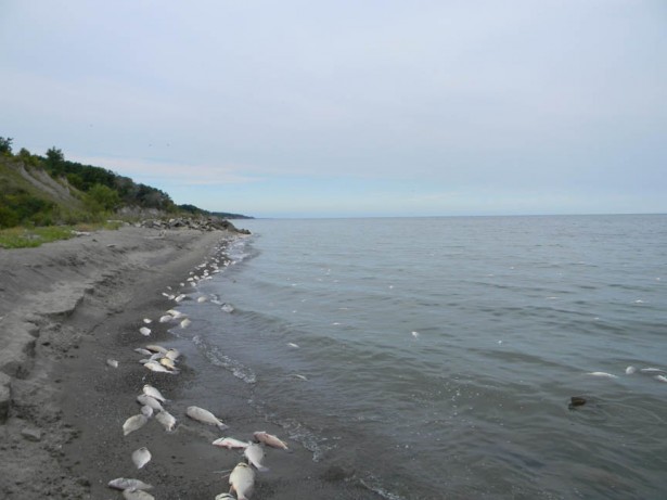 Lake Erie Ontario fish kill Lake Erie Ontario fish kill September 2012