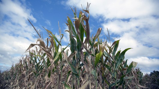 Drought bites deeply  this year's corn crop in Missouri Valley, Iowa (Photo: USDA and D...