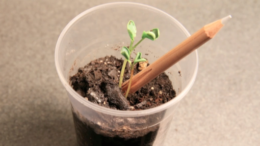 Sprout is the name of a new brand of pencil which comes with a seed in the end  when th...