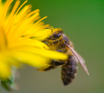 Bee harvesting Honey