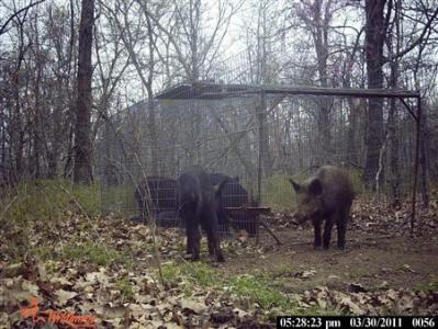 Plague of wild pigs has U.S. authorities squealing Photo: Jim Vich